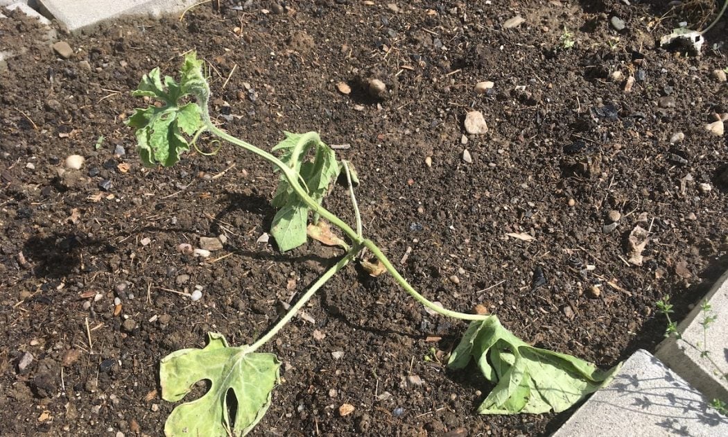 Most common mistakes when planting watermelons