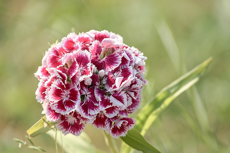 Carnations 