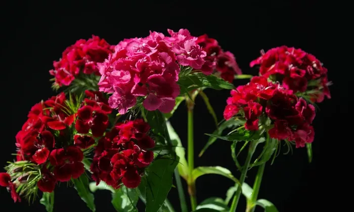 Carnations