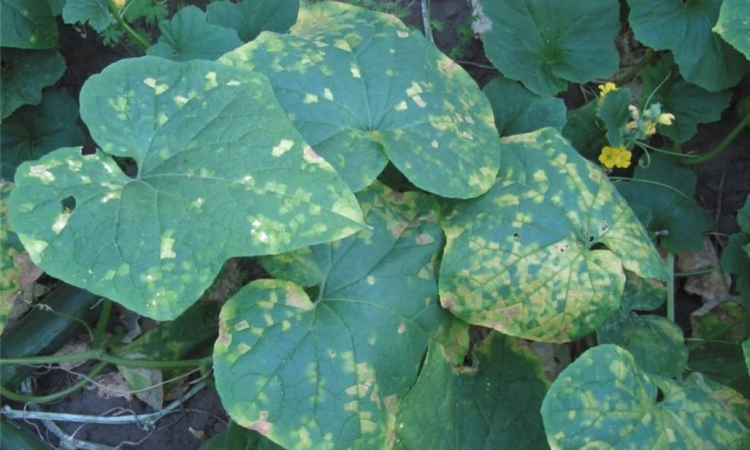 Cucumber blight may not be the end of your cucumbers