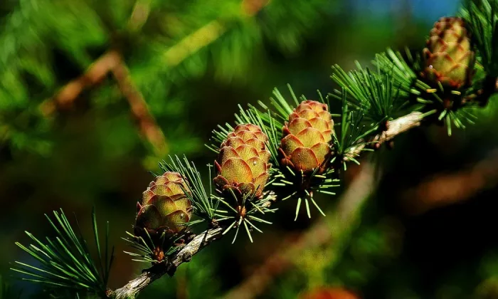 Deciduous larch