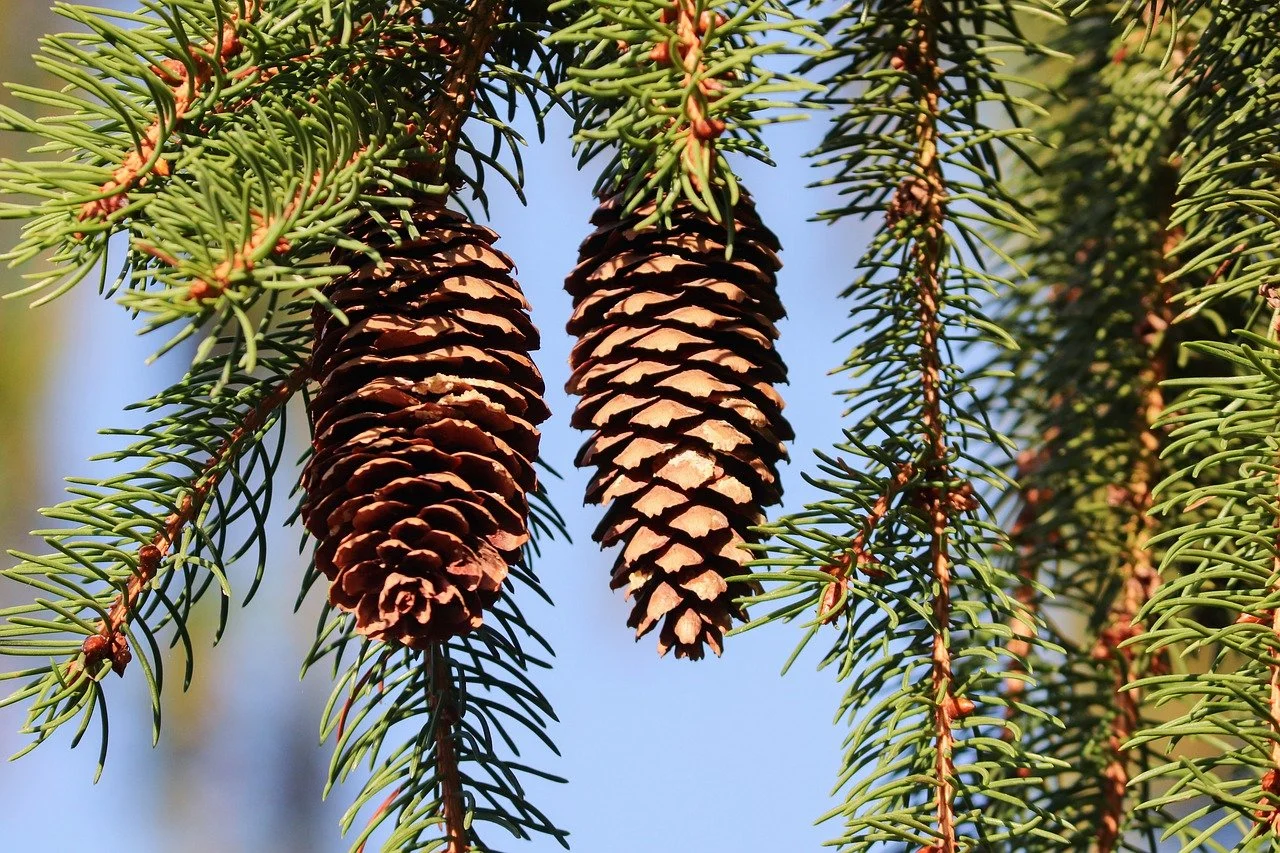 Deciduous larch 