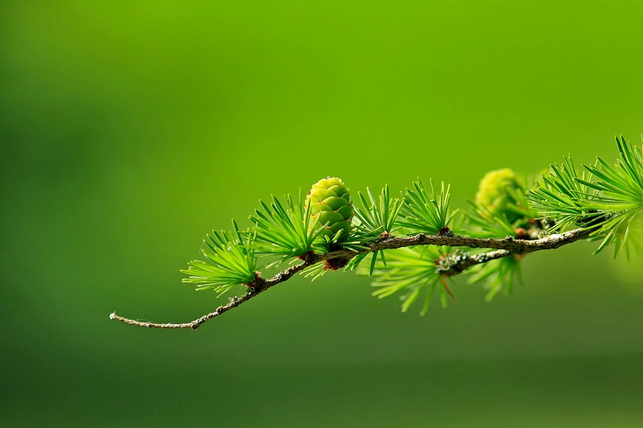 Deciduous larch 