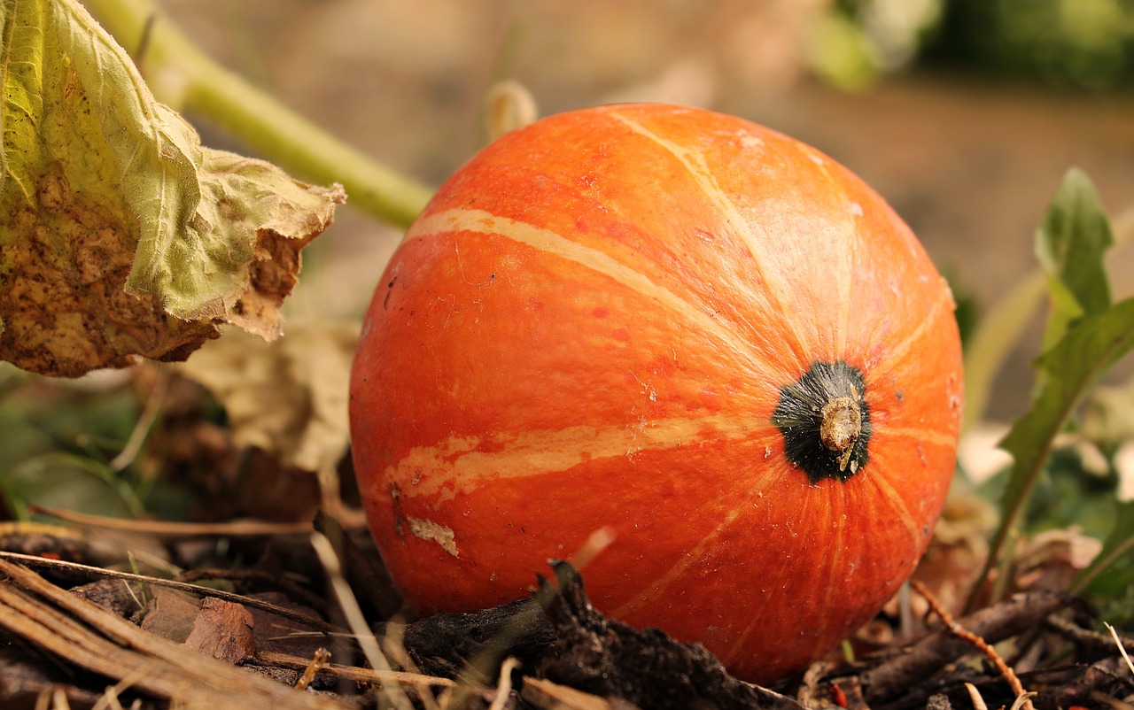 Pumpkin harvest 