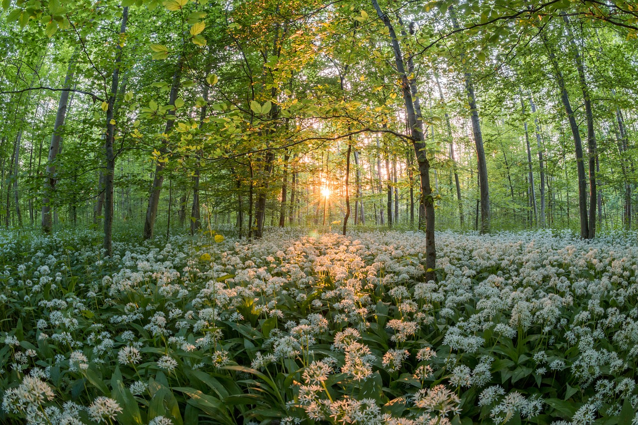 Wild garlic