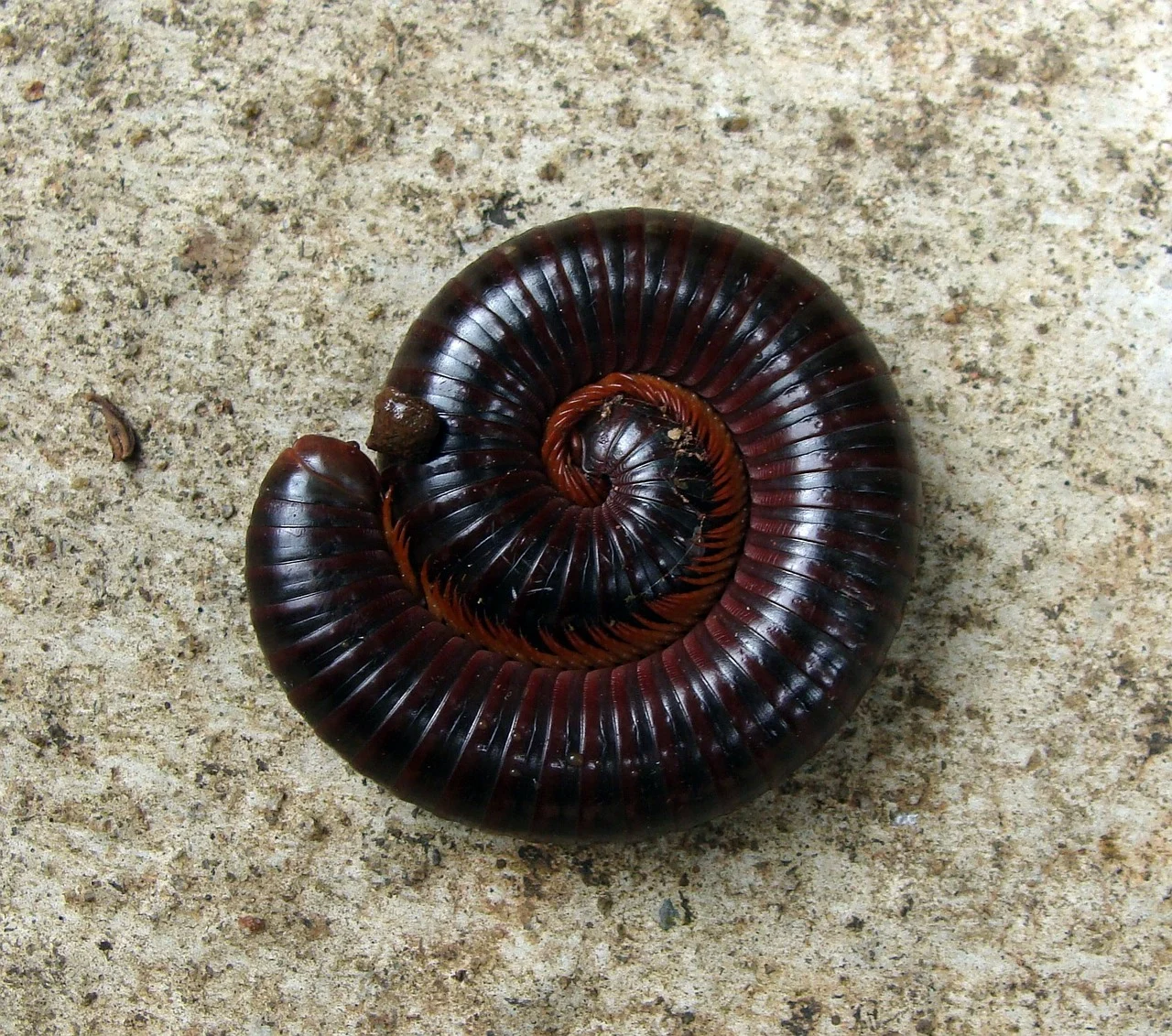 Millipedes