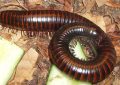 Millipedes