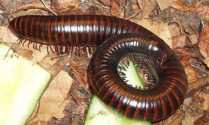 Millipedes