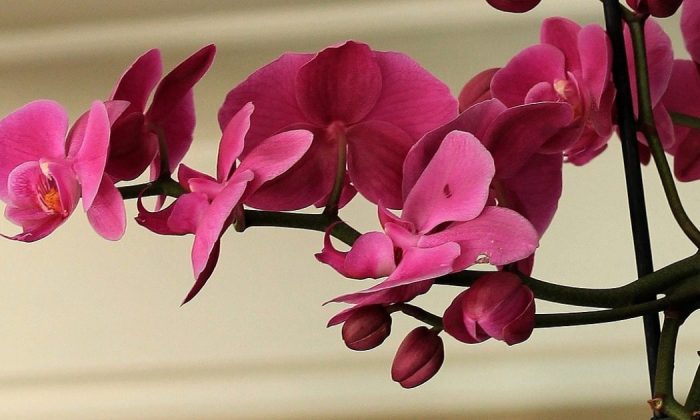 Orchids