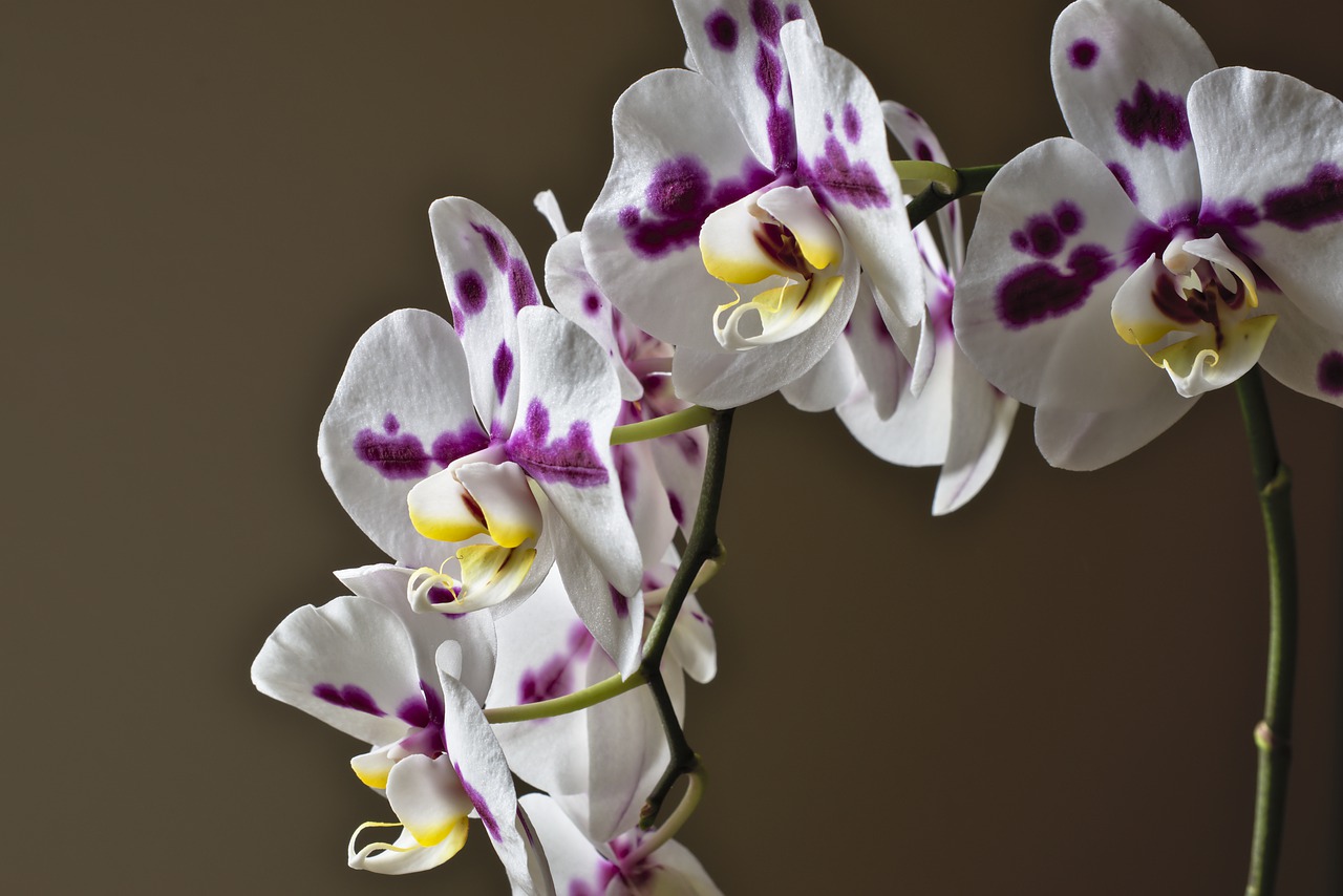 Orchids 