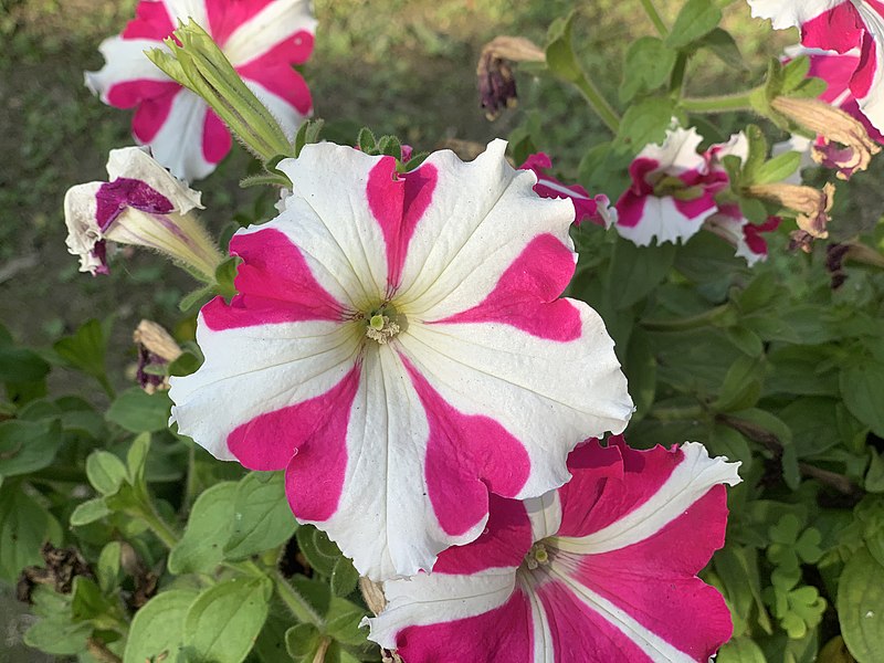 Petunias