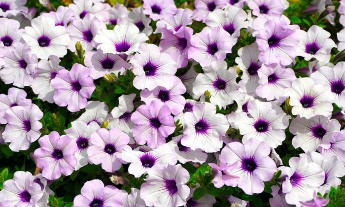 Petunias