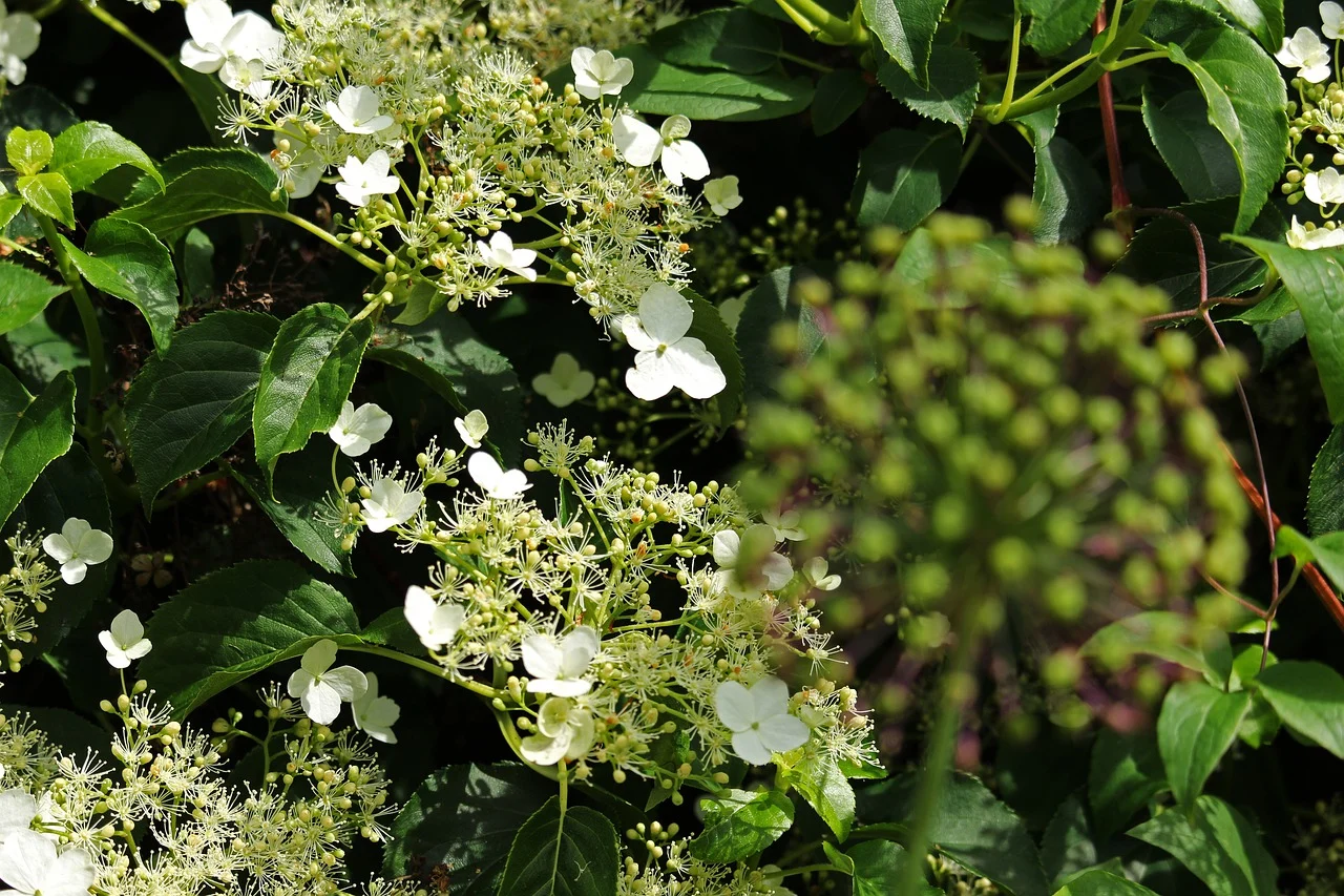 Hydrangea