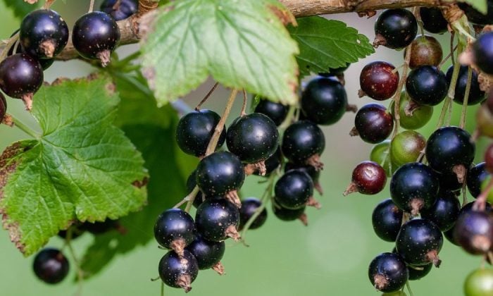 Black currant