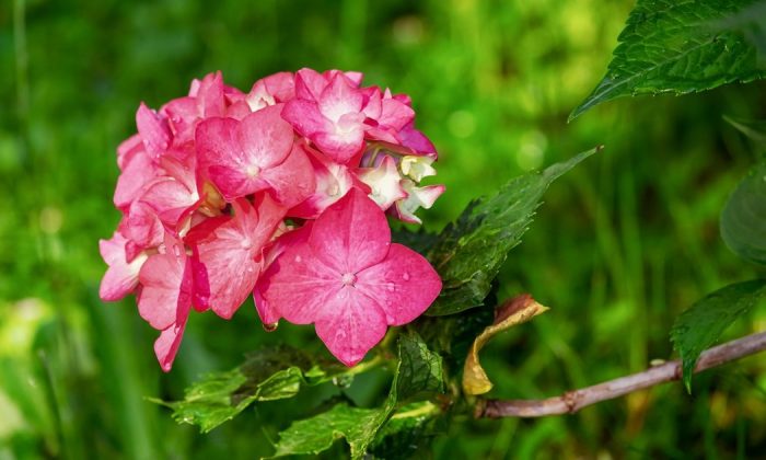 Hydrangea