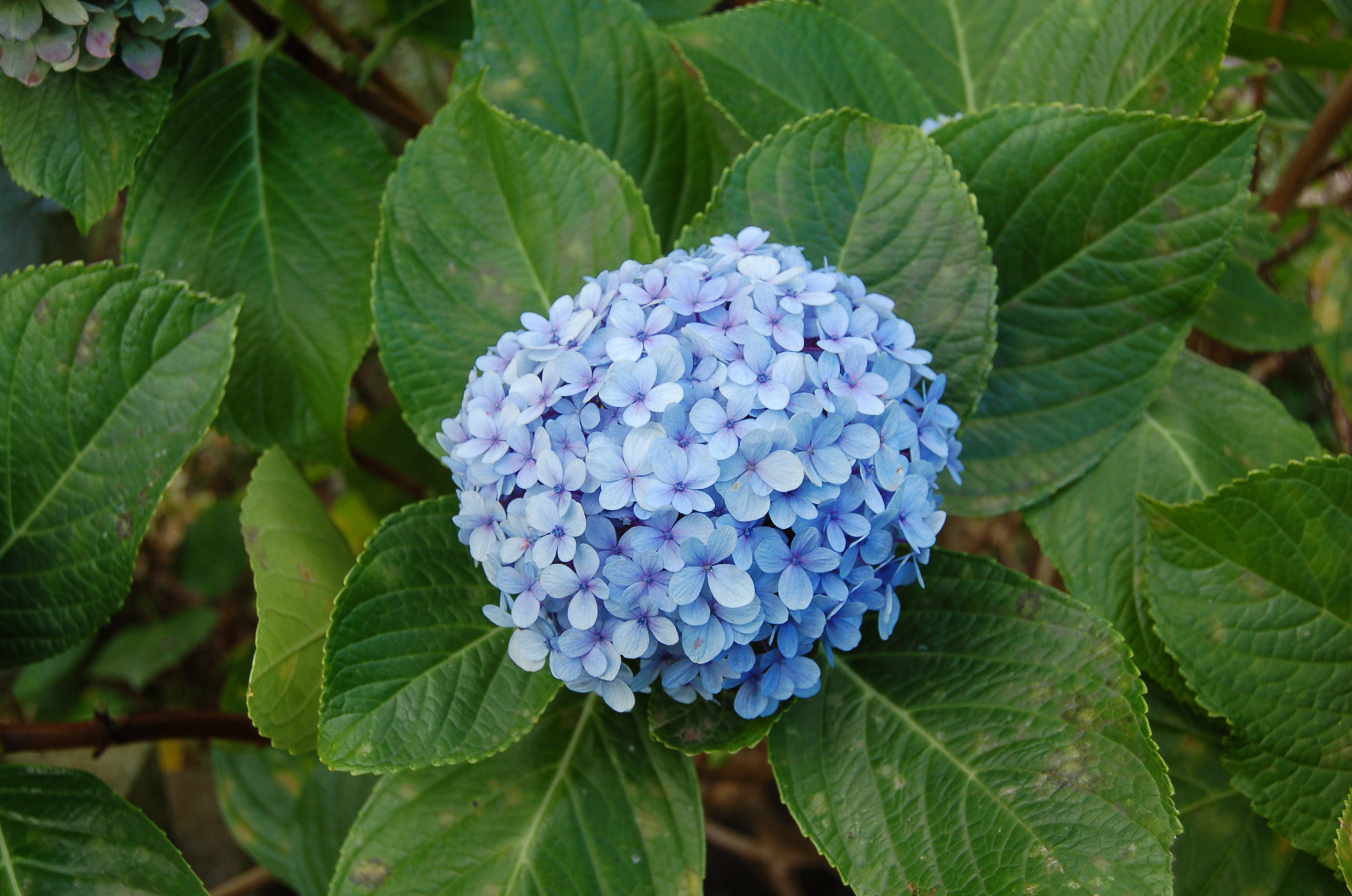 Hydrangea