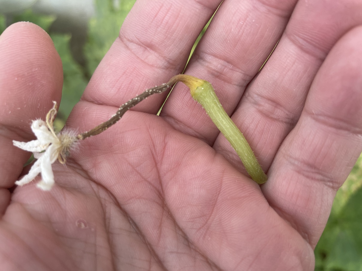 Cucumbers