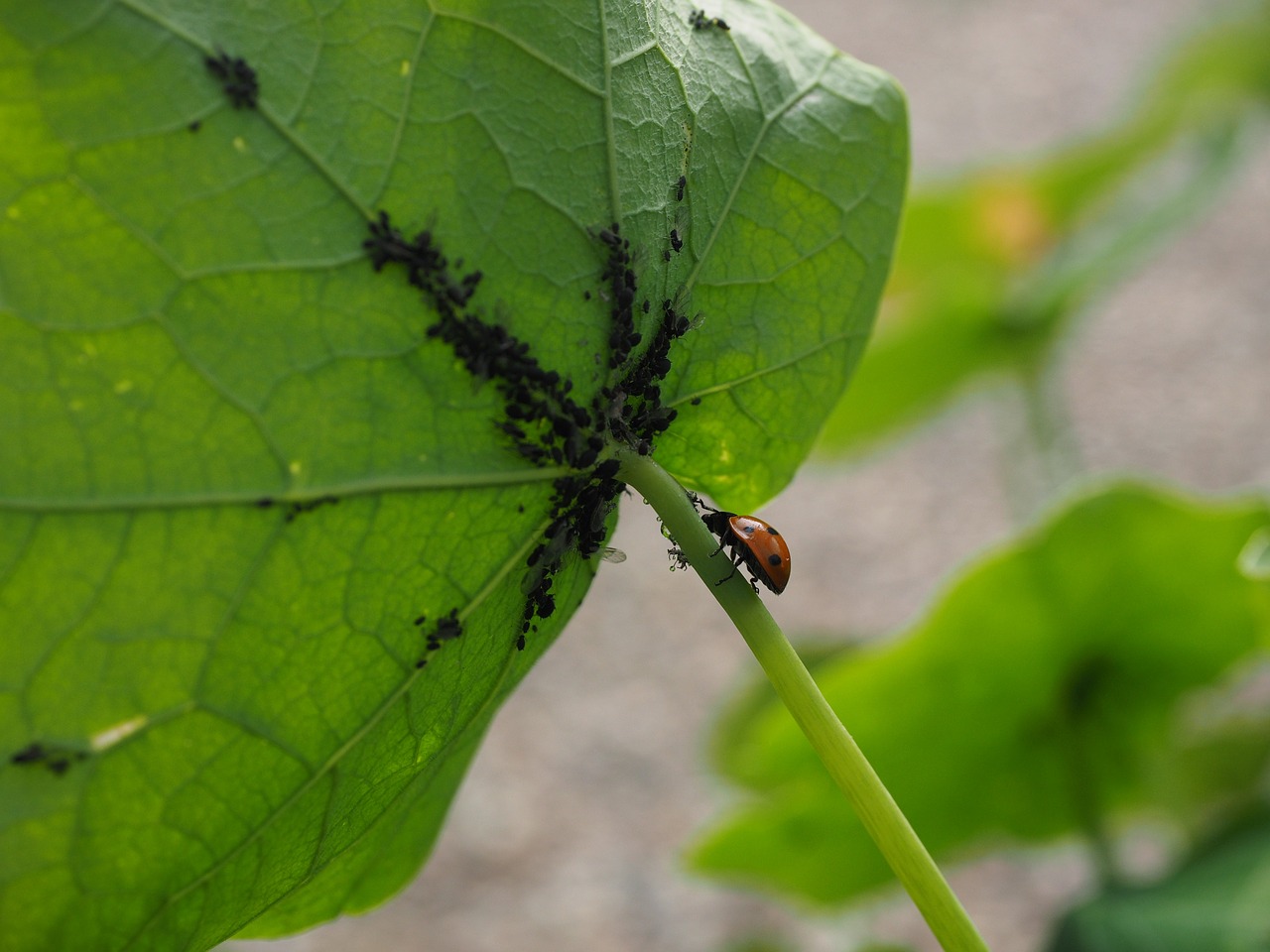 Aphids