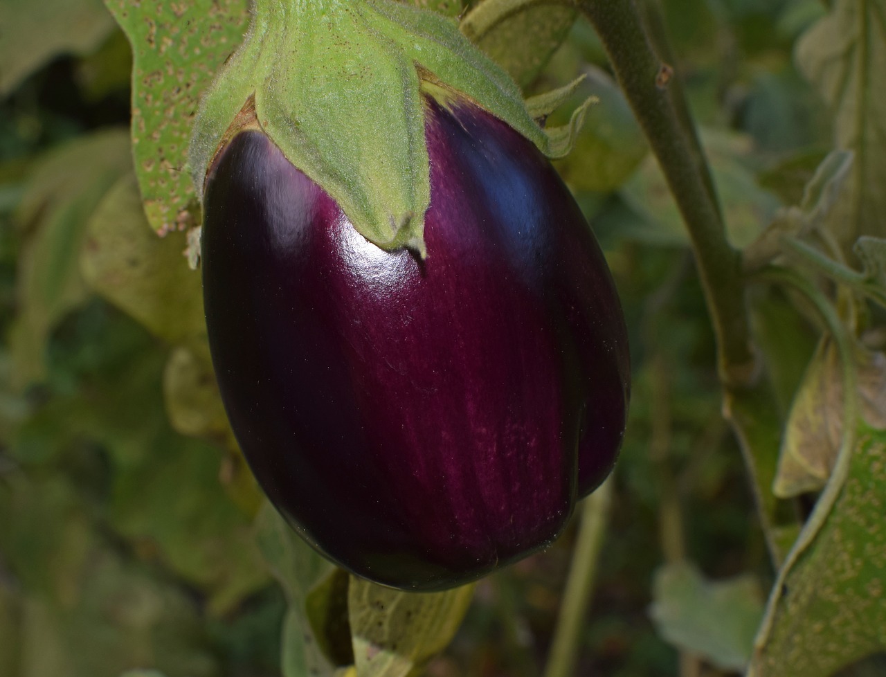 Eggplant