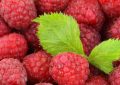 Raspberries