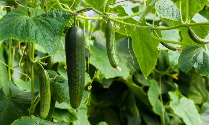 Cucumbers