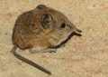 Common shrew