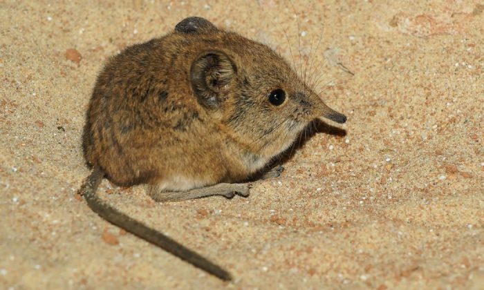 Common shrew