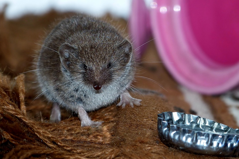 Common shrew