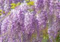 Wisteria