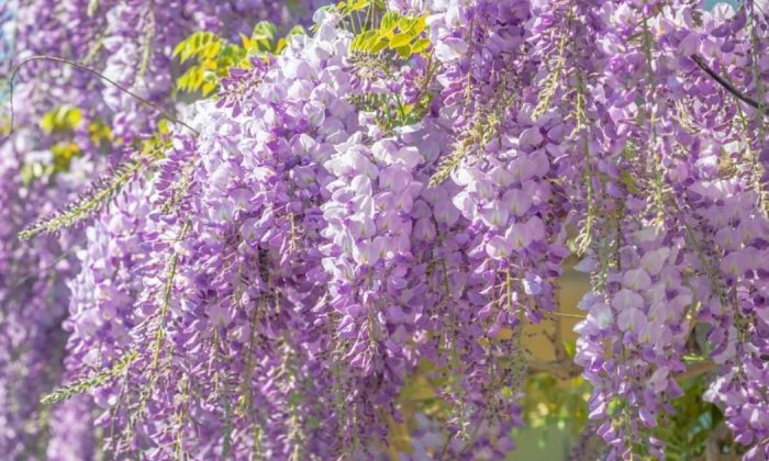 Wisteria