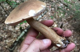 Bitter bolete