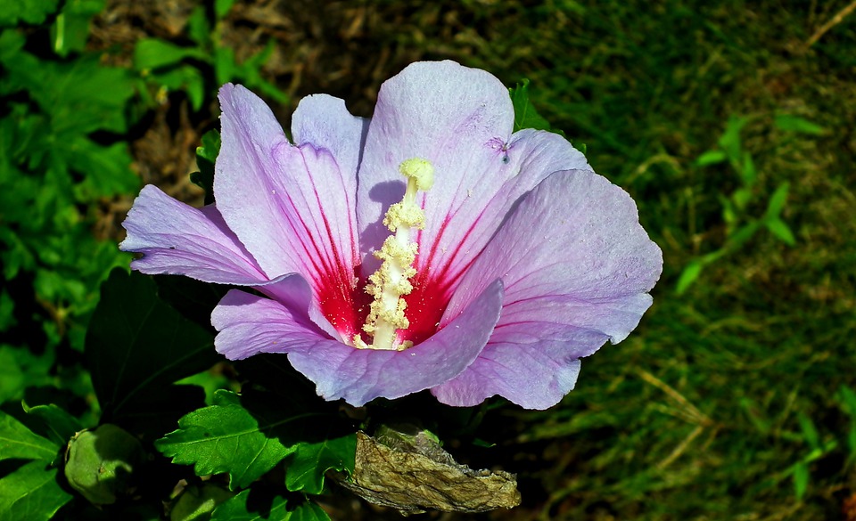 Rose mallow 