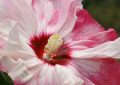 Rose mallow