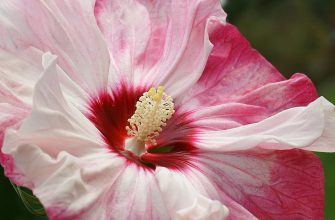 Rose mallow