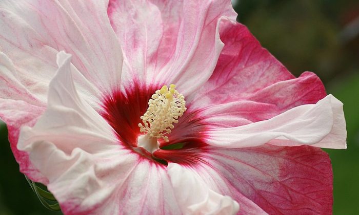 Rose mallow