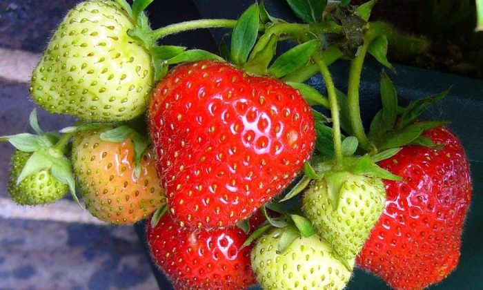 Strawberries