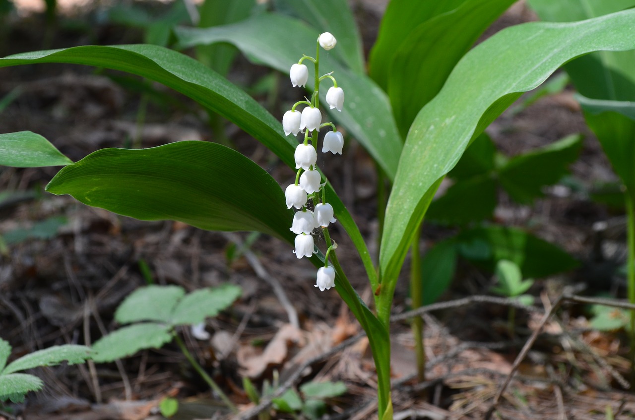 Lily of the valley 