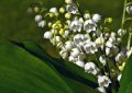 Lily of the valley