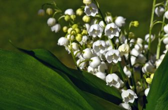 Lily of the valley