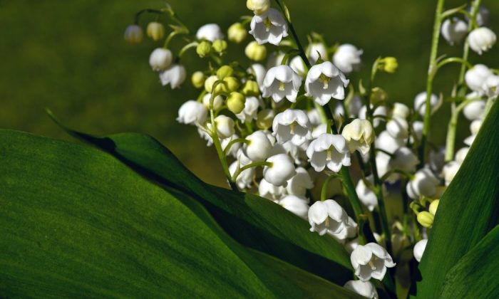 Lily of the valley