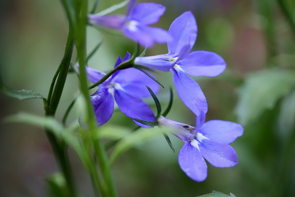 Lobelia