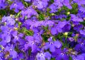 Lobelia