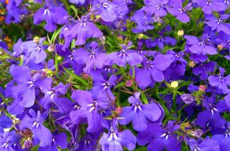 Lobelia