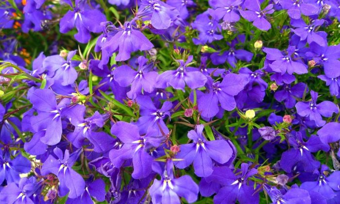 Lobelia