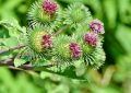 Burdock