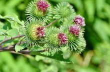 Burdock