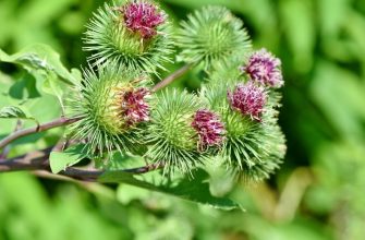 Burdock