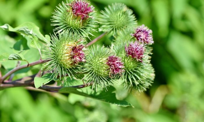 Burdock