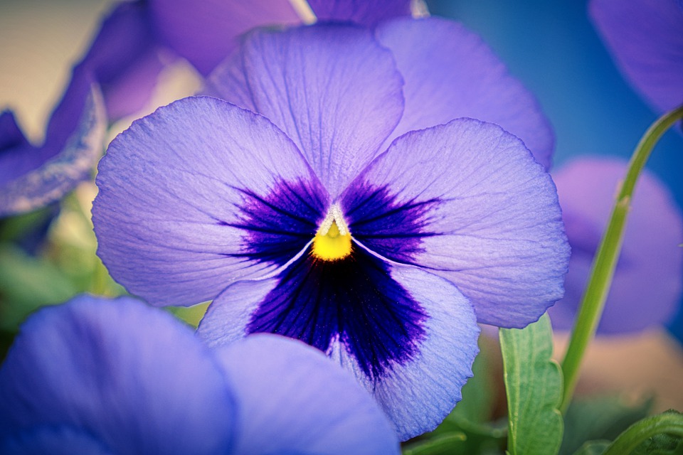 Garden pansies 