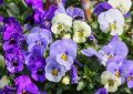 Garden pansies